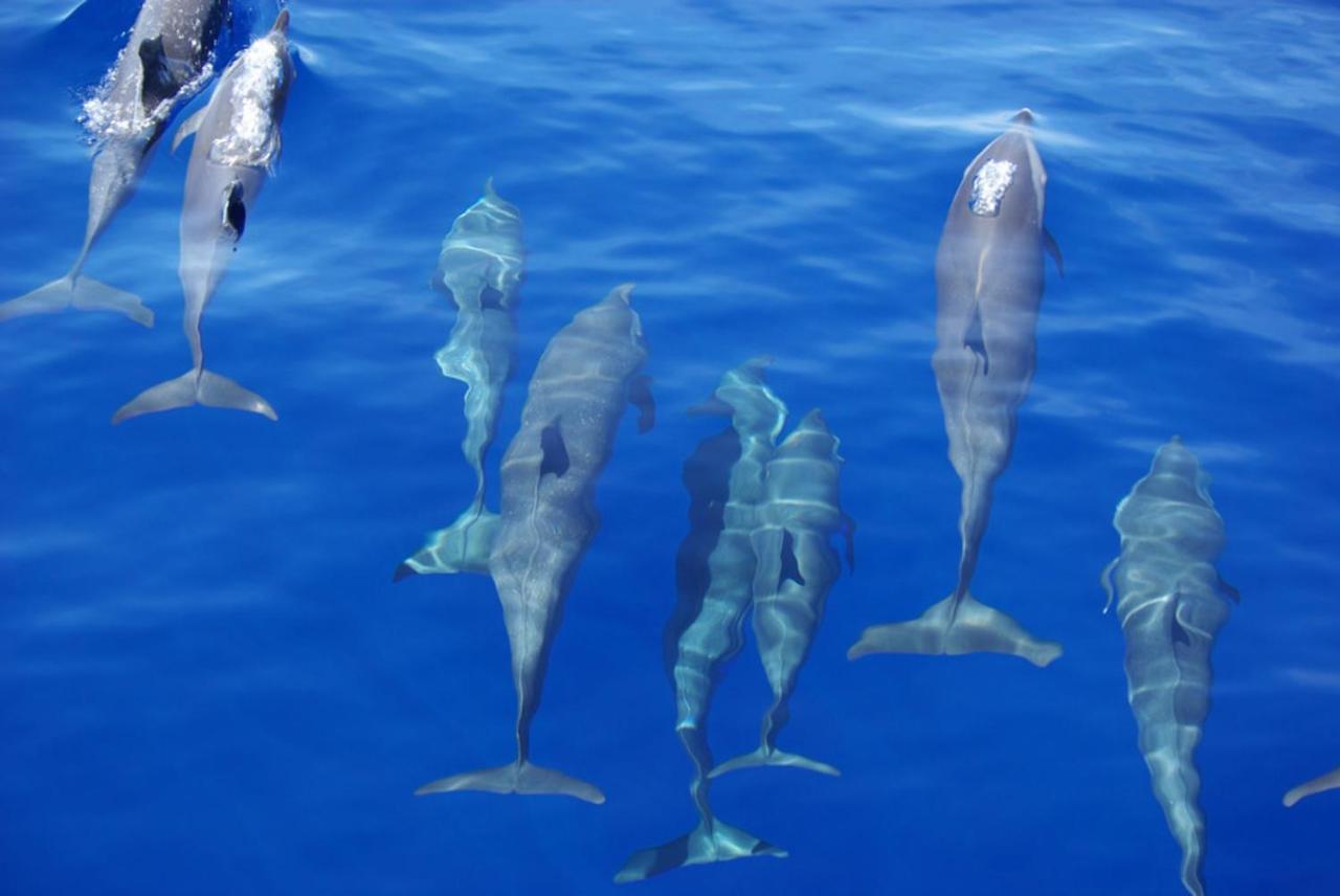 ホテル Island Guest Maamendhoo エクステリア 写真