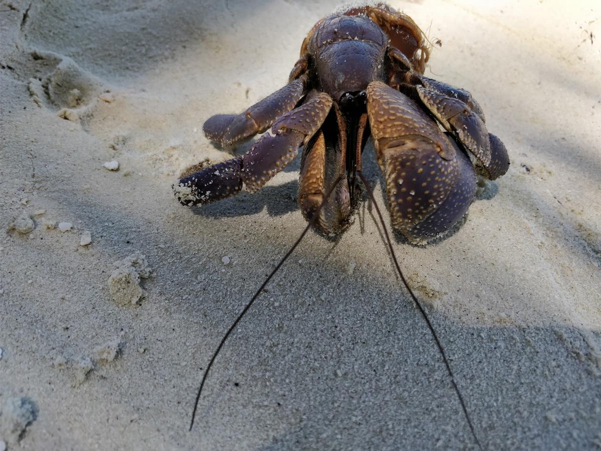 ホテル Island Guest Maamendhoo エクステリア 写真
