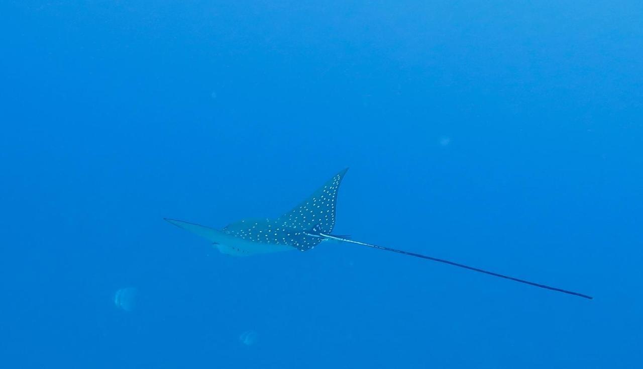 ホテル Island Guest Maamendhoo エクステリア 写真